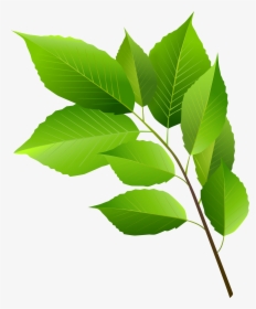 Spring Branch With Green, HD Png Download, Transparent PNG