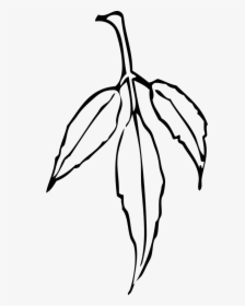 Leaf - Neem Leaves Black And White, HD Png Download, Transparent PNG