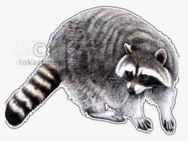 Red Dead Redemption 2 Raccoon, HD Png Download, Transparent PNG
