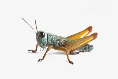 Grasshopper In Hindi, HD Png Download, Transparent PNG