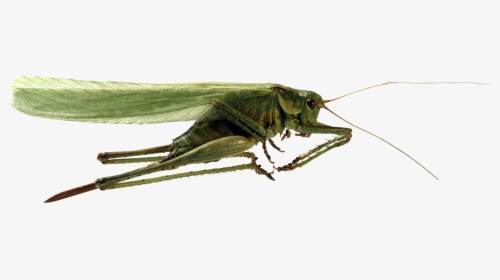 Grasshopper Png Image - Кузнечик Пнг, Transparent Png, Transparent PNG