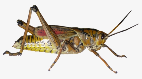 Grasshopper Png Picture - Grasshopper Png, Transparent Png, Transparent PNG
