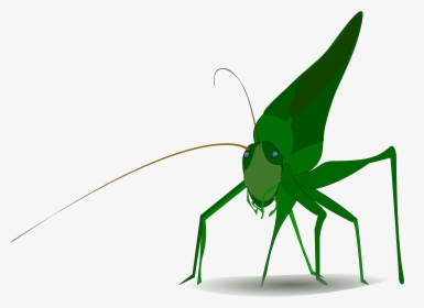 Insect Grasshopper Cricket Cartoon Drawing - Grasshopper Clipart, HD Png Download, Transparent PNG