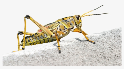 Caelifera, Grasshopper, Romalea Microptera, Insect - Insect Grasshopper, HD Png Download, Transparent PNG