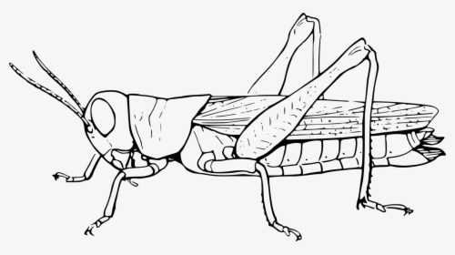 Clip Art Insect The Ant And - Grasshopper Black And White, HD Png Download, Transparent PNG