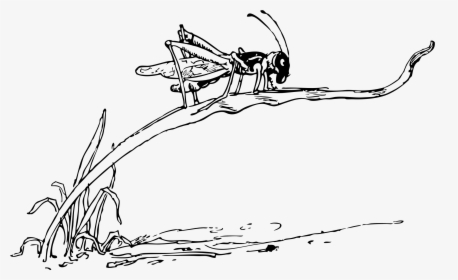 Grasshopper On Blade Of Grass Clip Arts - Drawing Of Grasshopper On Grass, HD Png Download, Transparent PNG