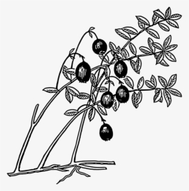 Cranberry Png Clip Arts - Cranberry Coloring Page, Transparent Png, Transparent PNG