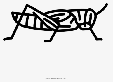 Grasshopper Coloring Page - Line Art, HD Png Download, Transparent PNG