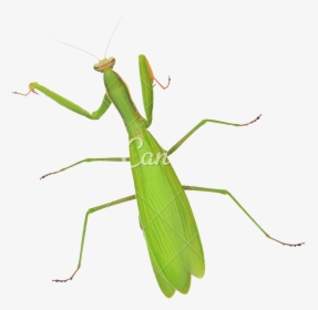 Stick Insect,oecanthidae - Mantidae, HD Png Download, Transparent PNG
