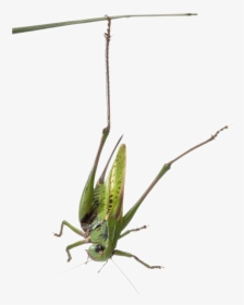 Habitat-grasshopper - Grasshopper, HD Png Download, Transparent PNG