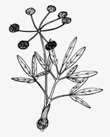Swale Desert Parsley - Parsley, HD Png Download, Transparent PNG