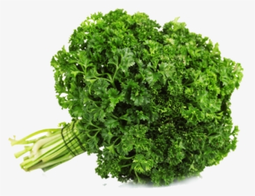 Clip Art Parsley Bunch - Parsley Curly, HD Png Download, Transparent PNG