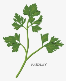 Transparent Parsley Png - Herb Clipart, Png Download, Transparent PNG
