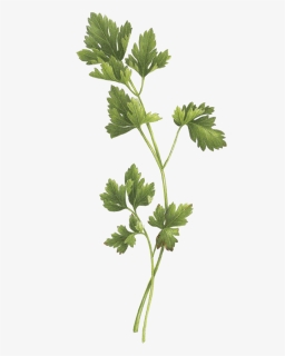Tattoo Parsley Sage Rosemary And Thyme, HD Png Download, Transparent PNG
