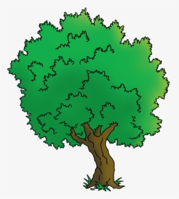 Oak, HD Png Download, Transparent PNG