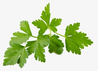 Coriander Sprouts - Coriander, HD Png Download, Transparent PNG