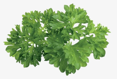 Herbs Plan View, HD Png Download, Transparent PNG