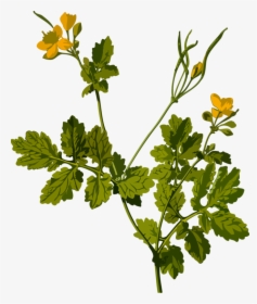 Plant,flower,leaf - Chelidonium Majus, HD Png Download, Transparent PNG