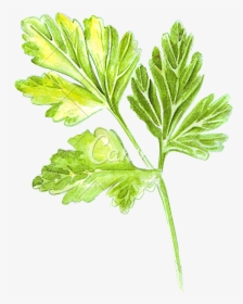 Transparent Parsley Png - Parsley Drawing Transparent, Png Download, Transparent PNG