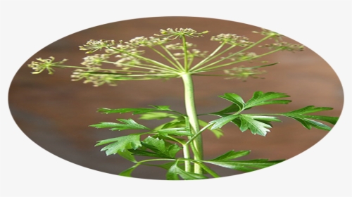 Cow Parsley, HD Png Download, Transparent PNG