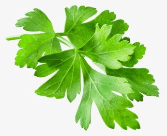Parsley, HD Png Download, Transparent PNG