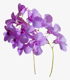 Real Flowers Png Download - Real Flowers Png Transparent, Png Download, Transparent PNG
