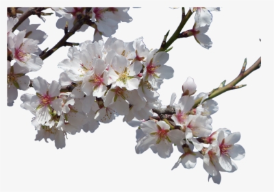 Transparent Cherry Blossom Tree Clipart - Flower Real Background Png, Png Download, Transparent PNG
