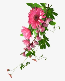 Mq Pink Flowers Flower Garden Nature - Real Flower No Background, HD Png Download, Transparent PNG