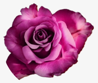 #rose #roses #flower #flowers #real #nature #edit #freetoedit - Rose, HD Png Download, Transparent PNG