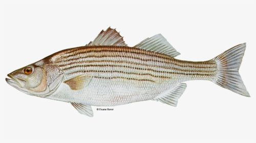 Illustration Of A Striped Bass - Striped Fish, HD Png Download, Transparent PNG