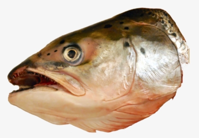 Fish,fish,fish Products,seafood,forage Fish,bass,oily - Head Of A Fish, HD Png Download, Transparent PNG