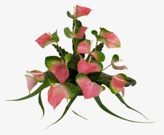 Anthurium Flower Real Pink Png Clipart , Png Download - Anthurium Flower Png, Transparent Png, Transparent PNG
