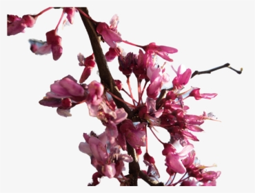 Transparent Cherry Blossom Png - Flower Branches Transparency Png, Png Download, Transparent PNG