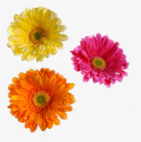 Transparent Real Flowers Png - Flower Cut Out Png, Png Download, Transparent PNG