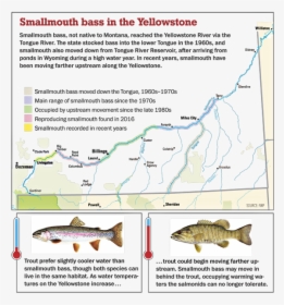 Smallmouth Bass On The Yellowstone River - Smallmouth Bass Yellowstone River Map, HD Png Download, Transparent PNG