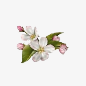 Dogwood Flower No Background, HD Png Download, Transparent PNG