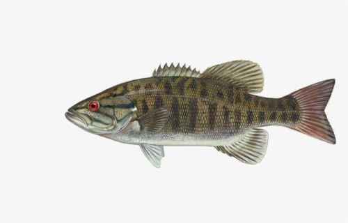 Small Mouth Bass, HD Png Download, Transparent PNG