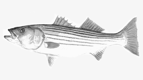 Black And White Striped Bass Illustration Png, Transparent Png, Transparent PNG