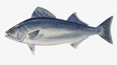 Sablefish From Port Orford Seafood - Sable Fish Png, Transparent Png, Transparent PNG