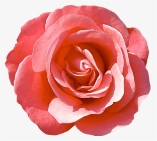 Rose 16 Clip Arts - Isolated Rose, HD Png Download, Transparent PNG