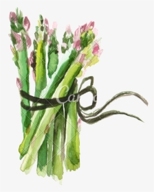 Transparent Asparagus Png - Asparagus Png Watercolor, Png Download, Transparent PNG