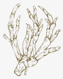 Png Royalty Free Asparagus Drawing - Sketch, Transparent Png, Transparent PNG