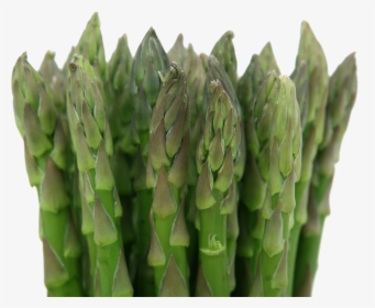 Asparagus - Net Carbs In Celery, HD Png Download, Transparent PNG