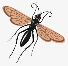 Hawk, Say, Tarantula, Thomas, Wasp - Tarantula Hawk Wasp Drawing, HD Png Download, Transparent PNG