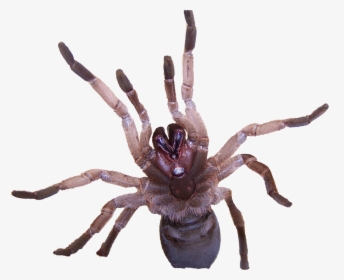 Tarantulas Are Insects, HD Png Download, Transparent PNG