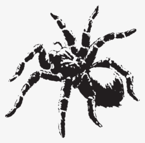 Spider Clipart Tarantula - Scary Spider Png, Transparent Png, Transparent PNG