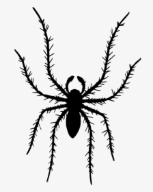 Tarantula,araneus,spider - Illustration, HD Png Download, Transparent PNG