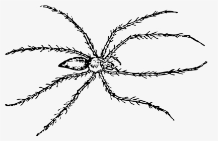 Spiders Drawing Tarantula - Black Line Drawing Spider, HD Png Download, Transparent PNG
