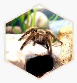 Insectropolis Bug Zoo Of New Jersey - Tarantula, HD Png Download, Transparent PNG