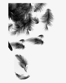 Black Feathers Falling Png Download Falling Feathers - Transparent Background Black Feather Png, Png Download, Transparent PNG